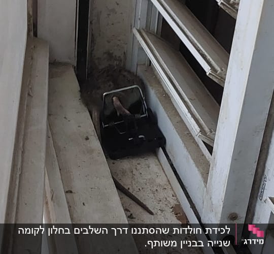 מלכודת עכברים עם עכבר לכוד ליד חלון